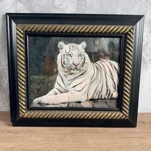 White Tiger Framed Art Print Black Gold Rope Detail Frame 12x14 Wildlife Decor